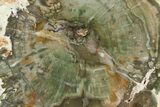 Petrified Wood (Araucaria) Round With Green Color - Madagascar #119466-1